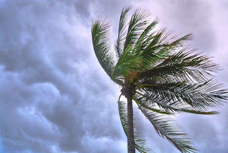 A palm tree sways in the wind against a dramatic, cloudy sky.