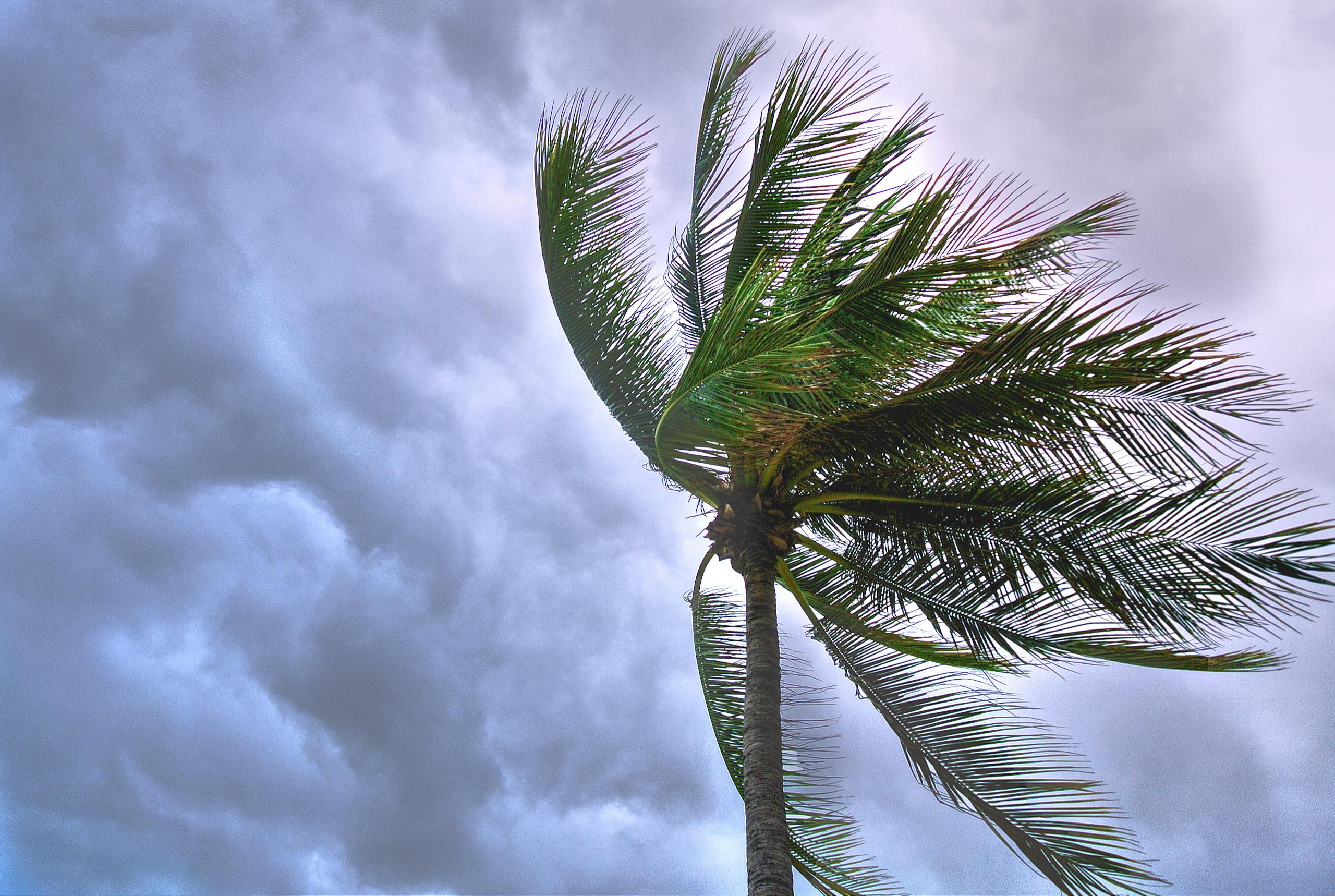 A palm tree sways in the wind against a dramatic, cloudy sky.
